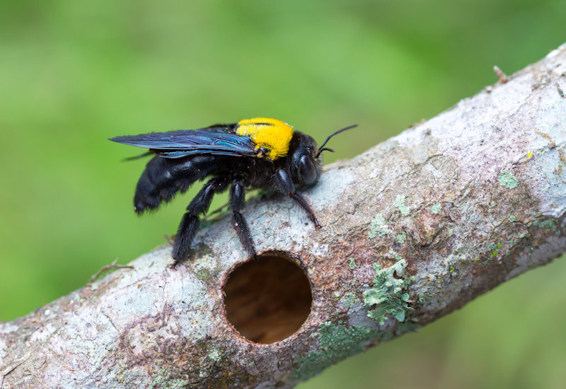 Carpenter Bees