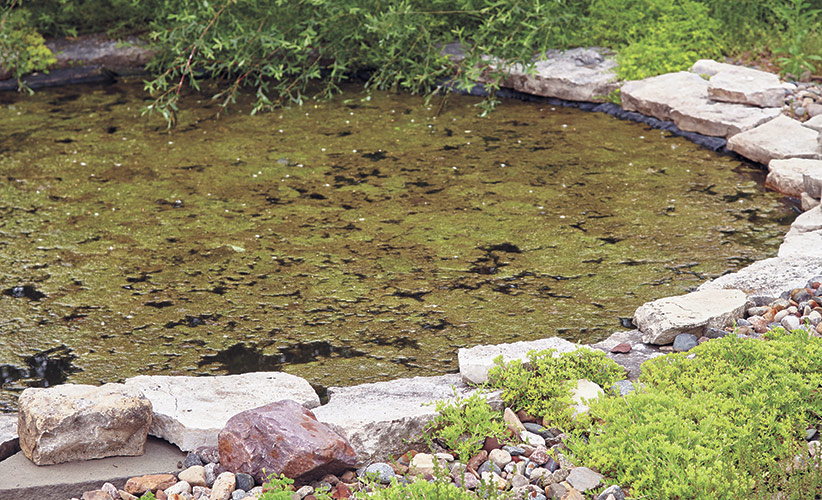 Fish Friendly Pond Algae Removal Techniques