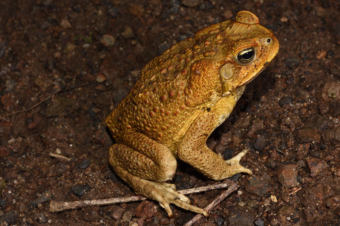 Get Rid of Cane Toads