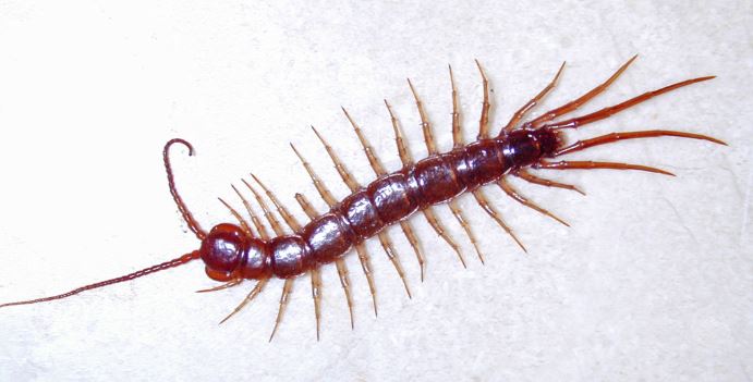 Get Rid of Centipedes Naturally