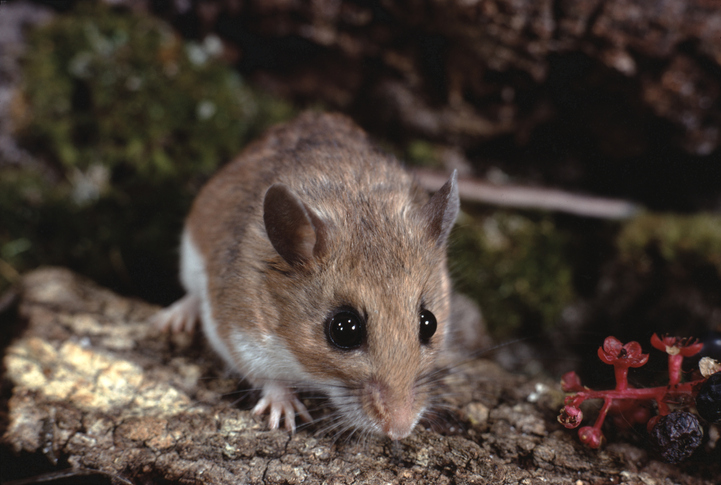 Get Rid of Deer Mice