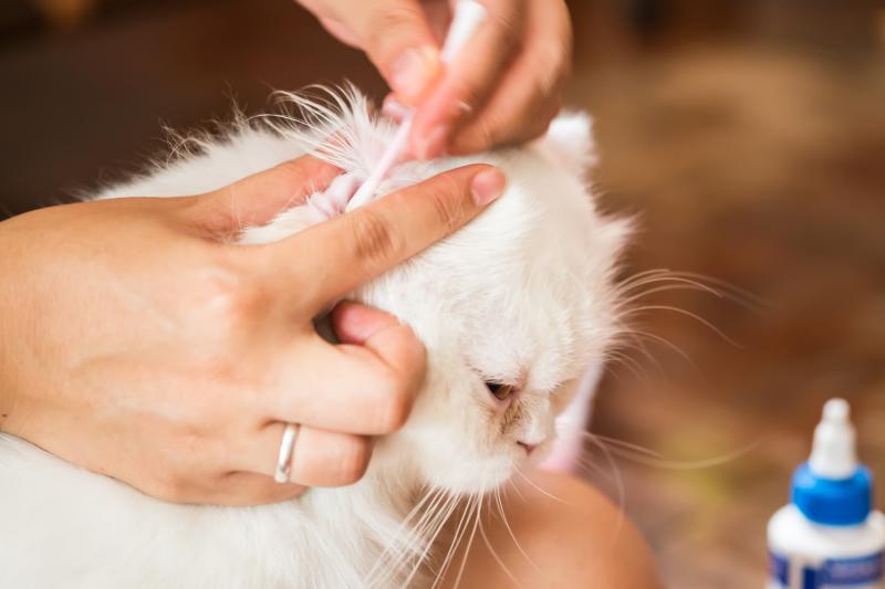 Get Rid of Ear Mites in Cats Naturally