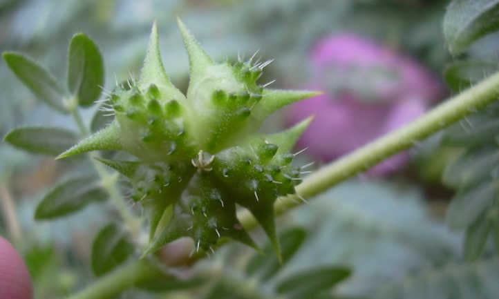 Goat Head Weed Control Preventing Puncturevine