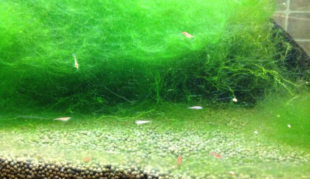 How to Get Rid of Algae in Fish Tank