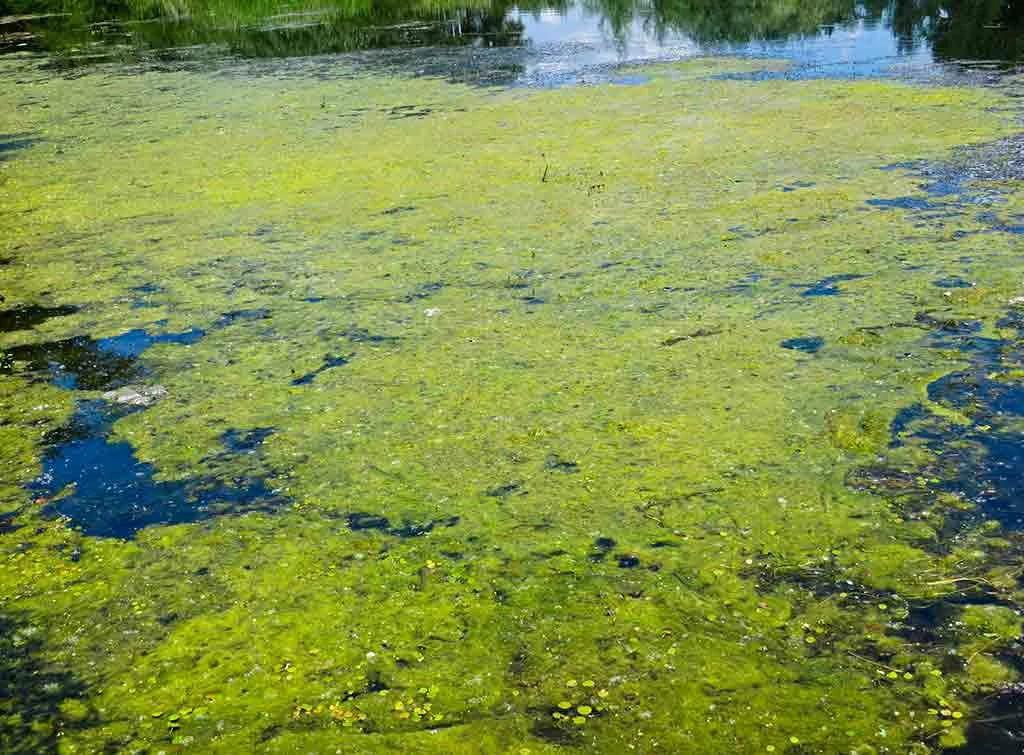 How to Get Rid of Algae in Pond