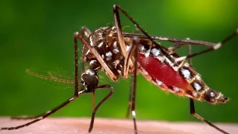 How to Get Rid of Ankle Biter Mosquitoes