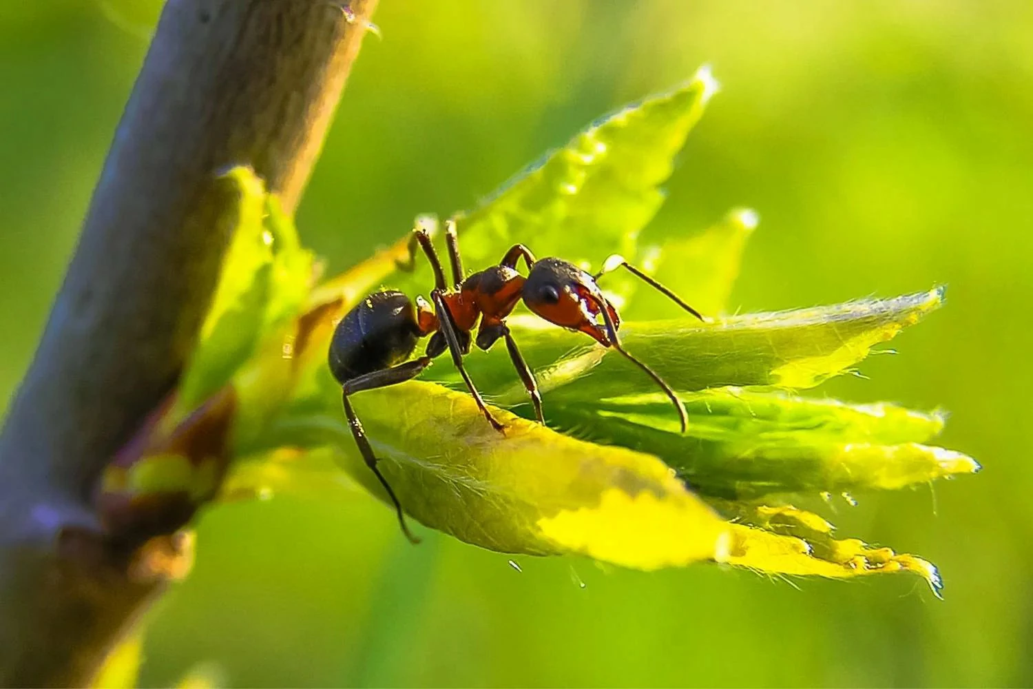 How to Get Rid of Ants in Vegetable Garden