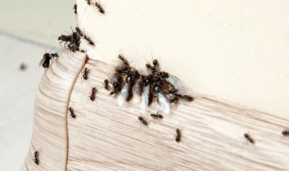 How to Get Rid of Ants in Walls