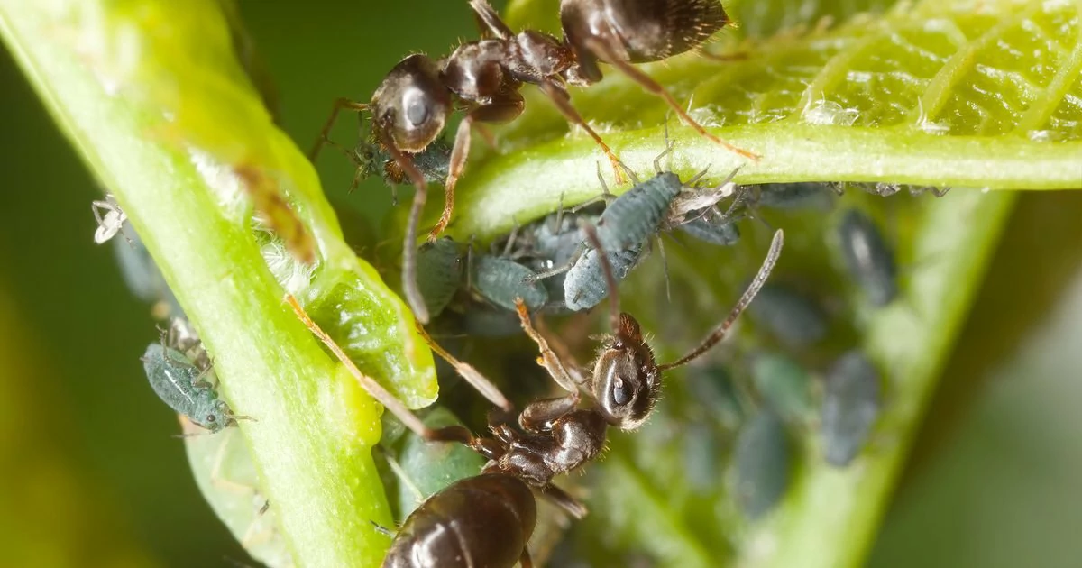 How to Get Rid of Ants on Plants