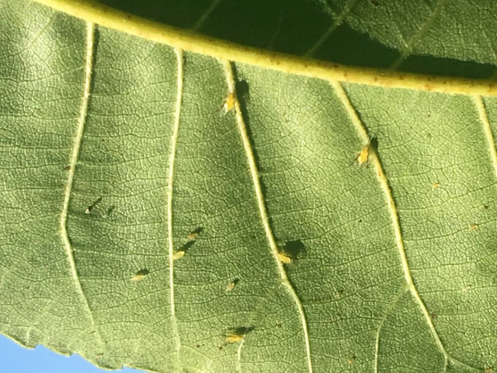 How to Get Rid of Aphids on Pecan Trees