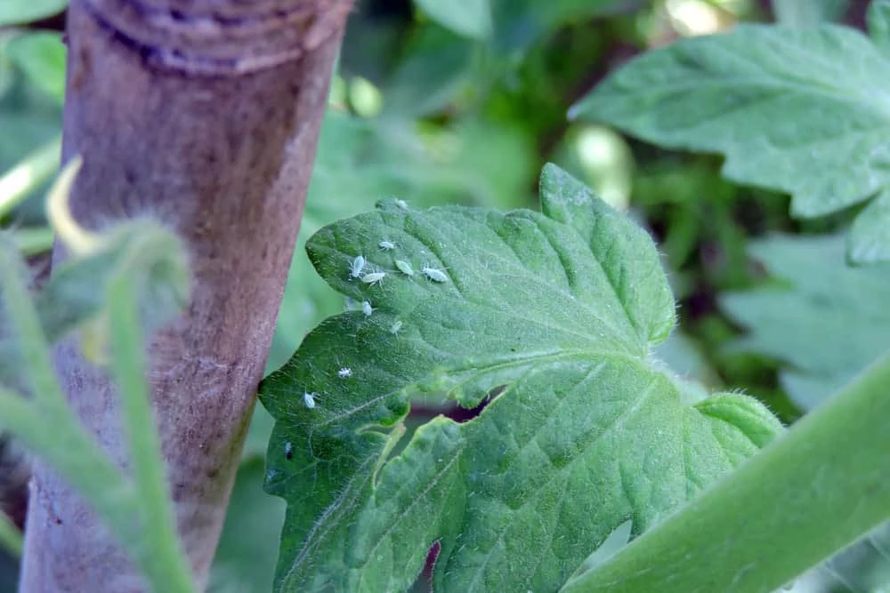 How to Get Rid of Aphids on Tomato Plants