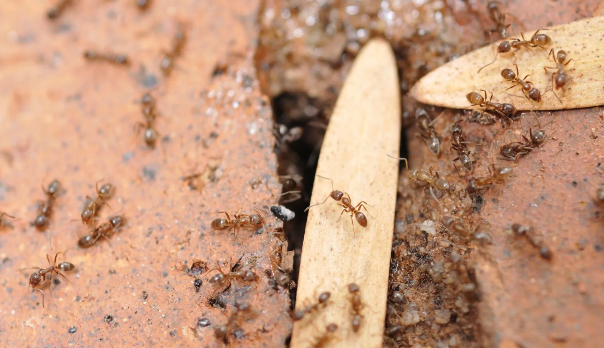 How to Get Rid of Argentine Ants