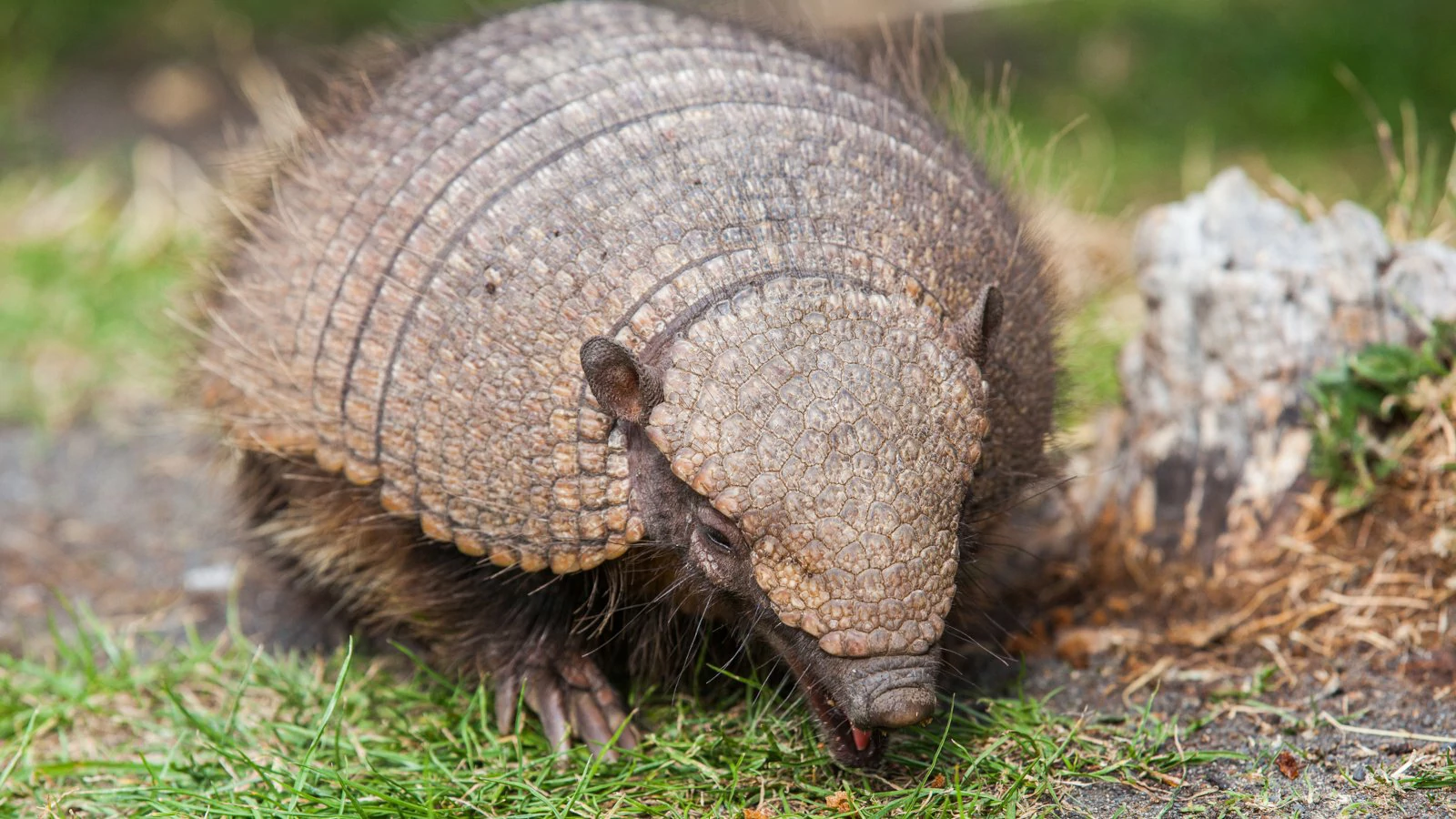 How to Get Rid of Armadillos in Florida