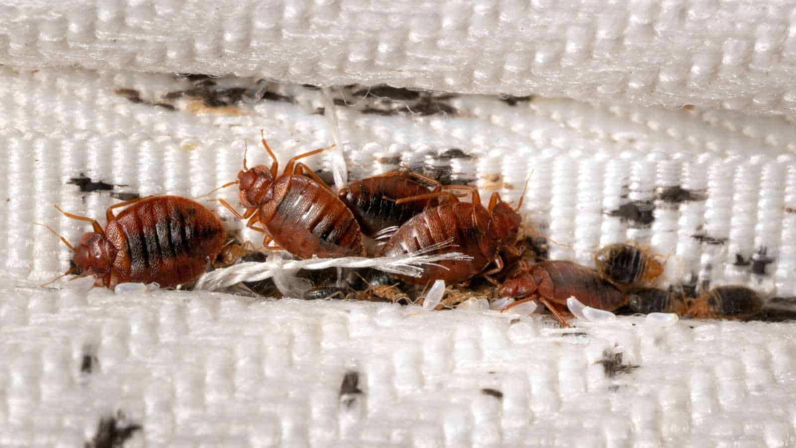 How to Get Rid of Bed Bugs in Mattress