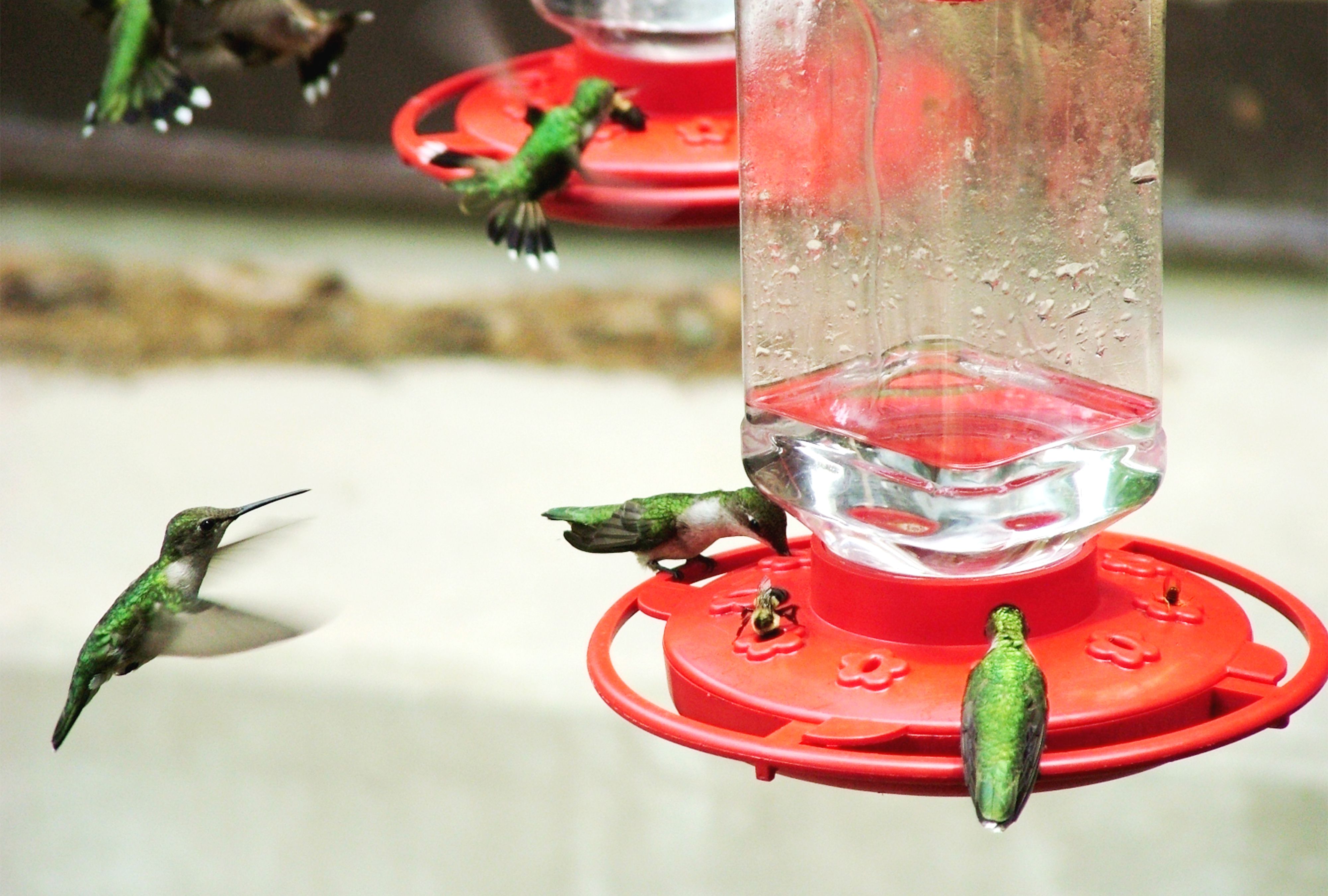 How to Get Rid of Bees on Hummingbird Feeder