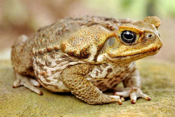 How to Get Rid of Cane Toads