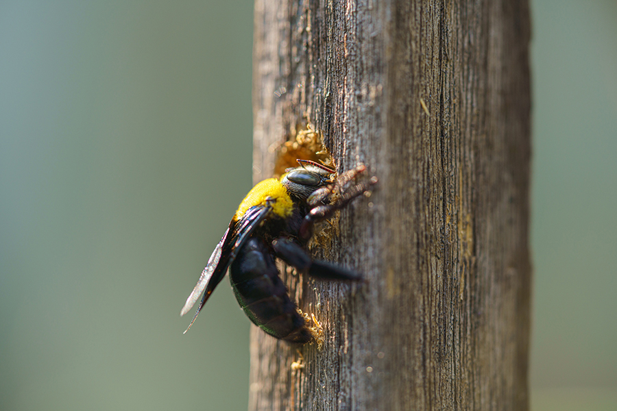 How to Get Rid of Carpenter Bees