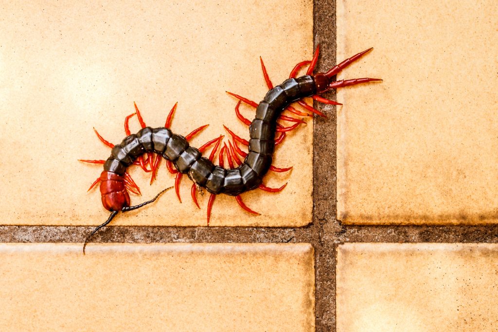 How to Get Rid of Centipedes Naturally