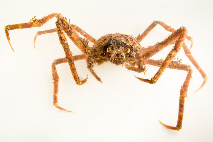 How to Get Rid of Crab Spiders