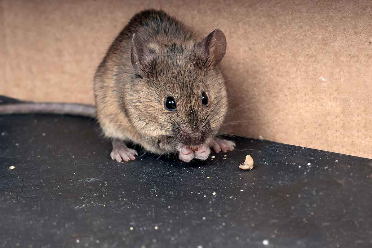 How to Get Rid of Deer Mice