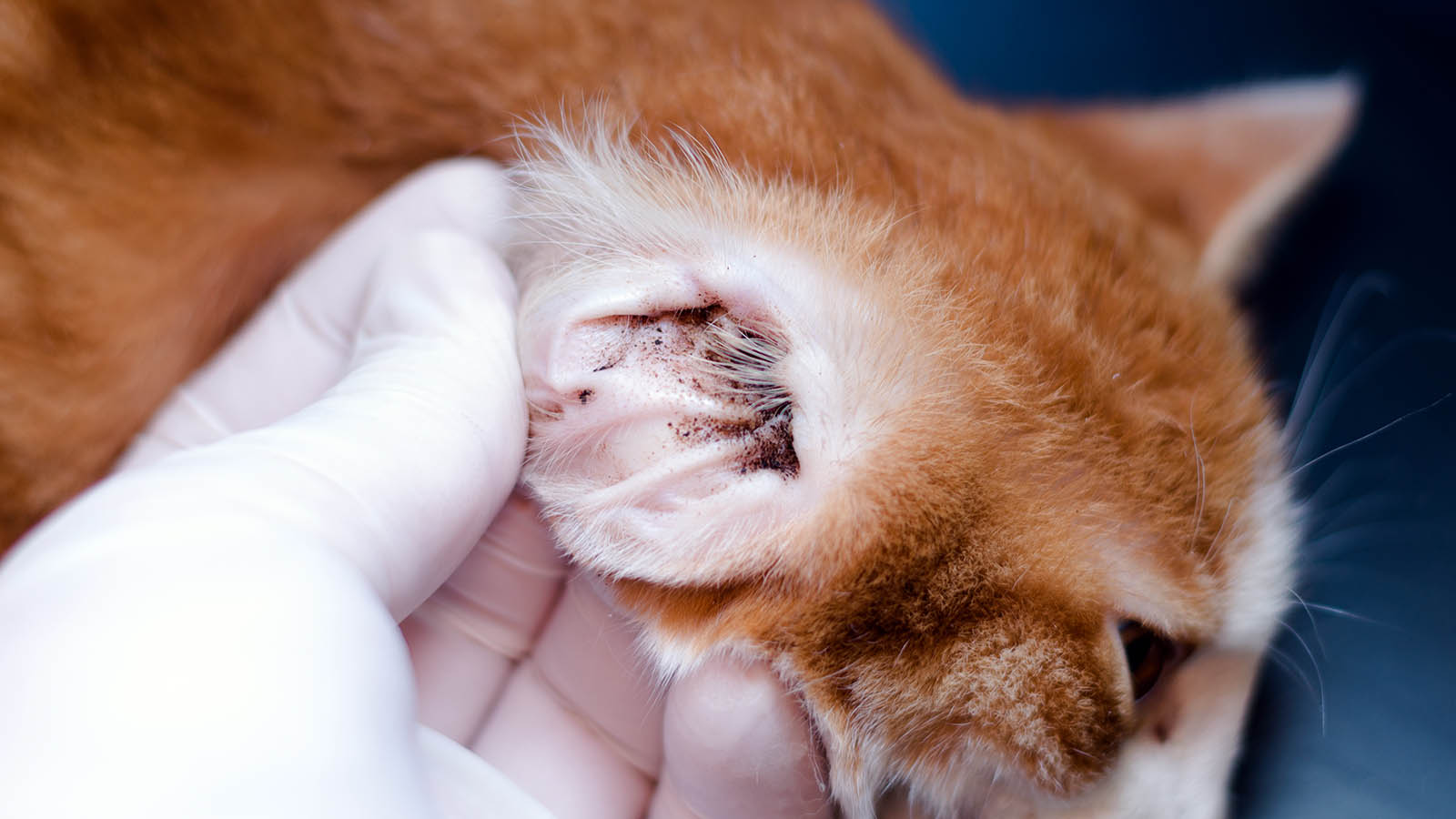 How to Get Rid of Ear Mites in Cats Naturally