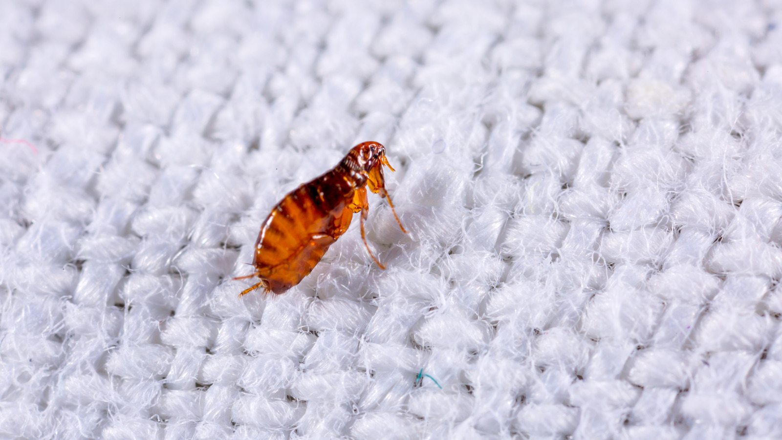 How to Get Rid of Fleas on Couch