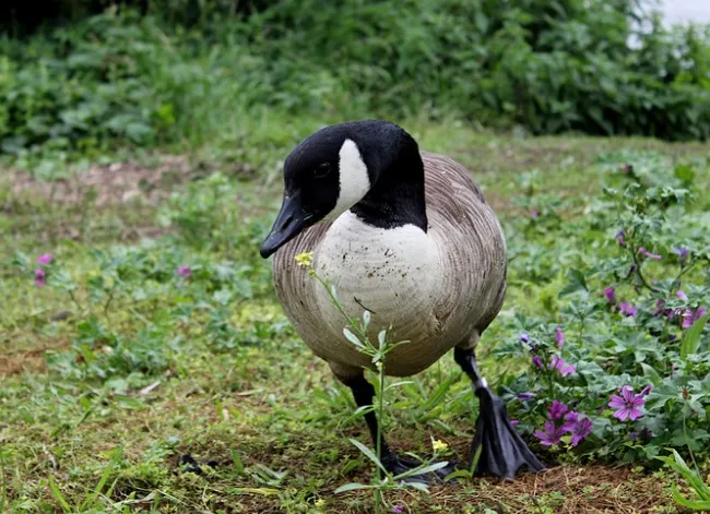 How to Get Rid of Geese Surefire Steps That'll Keep Them Away for