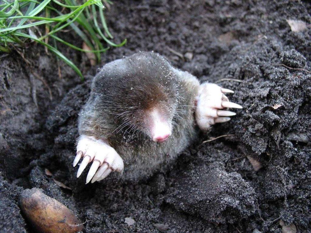 How to Get Rid of Ground Moles With Marshmallows