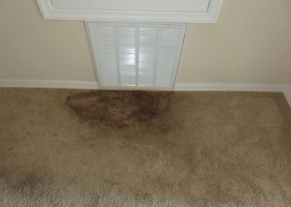 Get Rid of Mold in Carpet