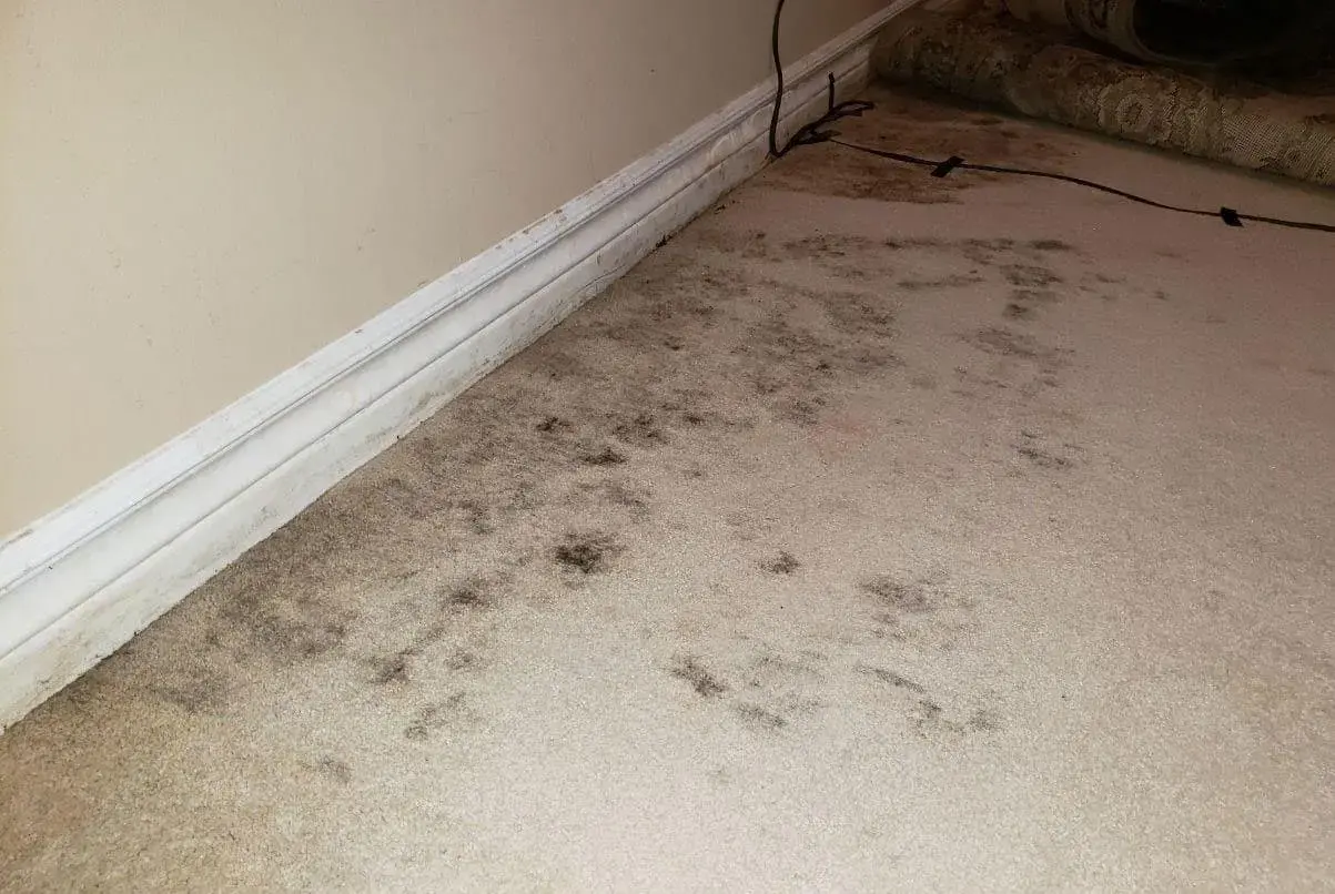 How to Get Rid of Mold in Carpet